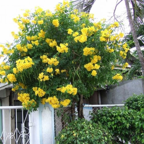 بذور شجرة تيكوما . ستانس