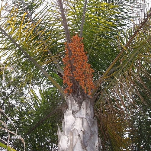 بذور نخيل الكوكس الباسقة