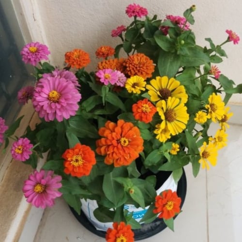 بذور زهرة الزينيا متعددة الالوان