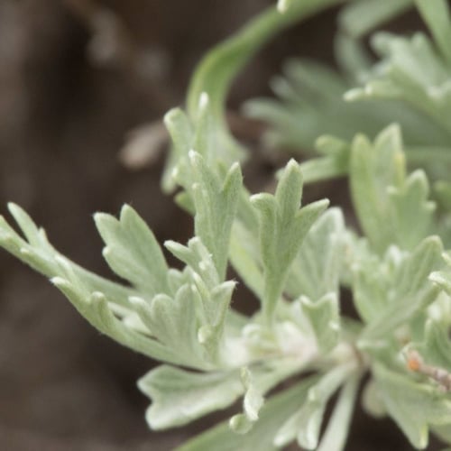 جملة 2000 بذرة من عشبة البعيثران