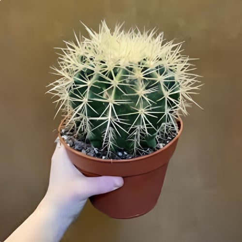 بذور صبار عمامة القاضي