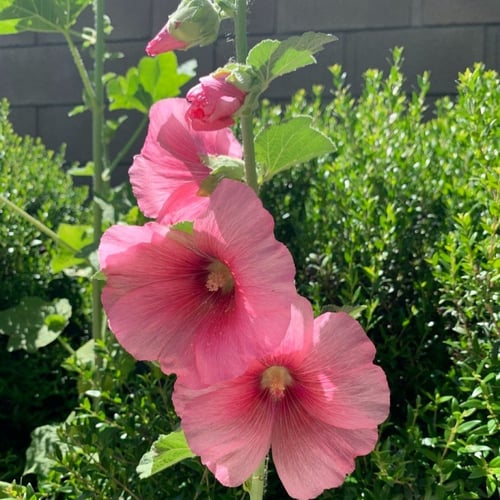 بذور الخطمية . الختمية ألسيا روزي