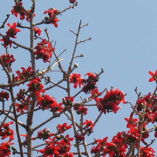 بذور شجرة بومباكس