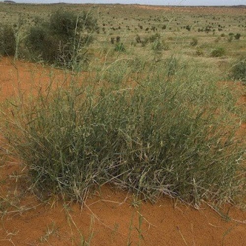جملة 1000 بذرة من شجيرة الثمام . عشب الصحراء - Pan...