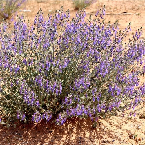 بذور العهينة البرية