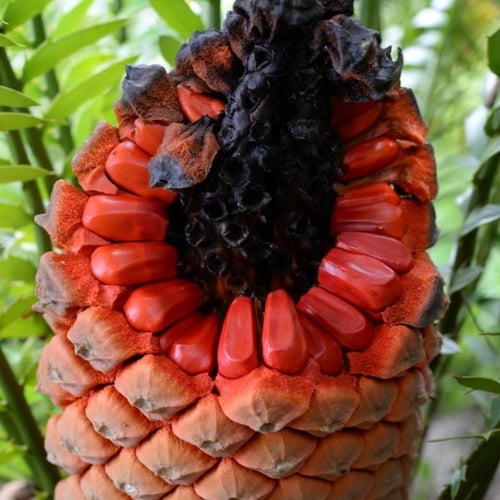 بذور نخيل سيكاس