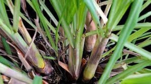 بذور عشبة الاذخر المكي