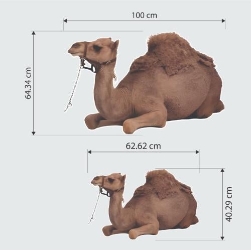 ستاند الجمل