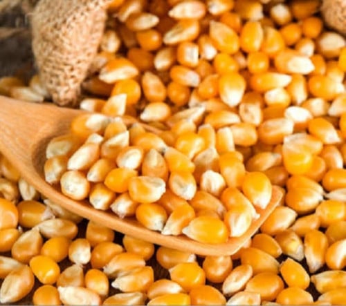 فشار حبوب طبيعي - ذرة الضيافة الفاخرة
