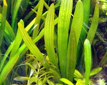 Sagittaria platyphylla