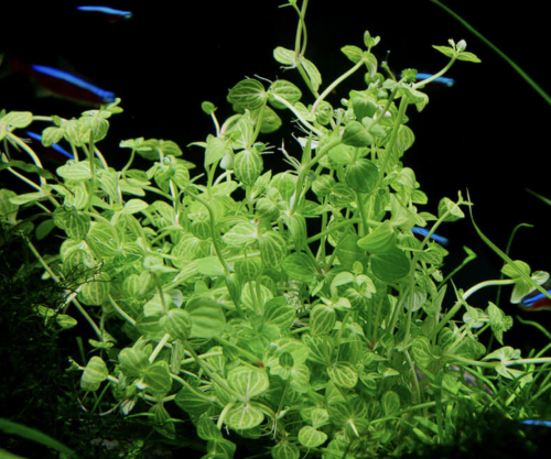 Lindernia rotundifolia