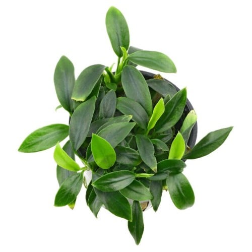 Anubias Nana Pangolino النادر