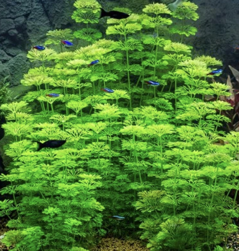 Limnophila sessiliflora