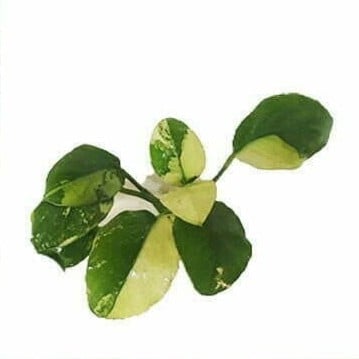 Anubias 'Panda' النادر جداً