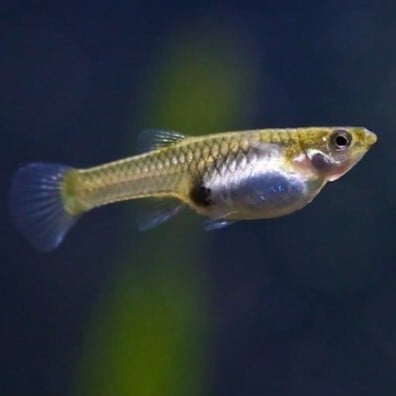 Endler guppy - Female