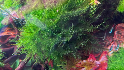 Taxiphyllum alternans 'Taiwan Moss'