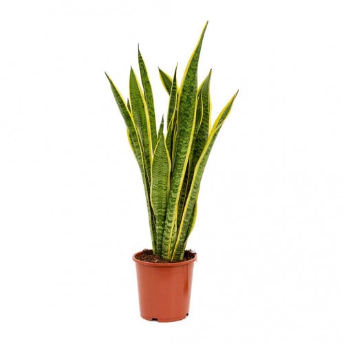 صبار سانسيفيريا 80 سم (Sansevieria trifasciata)