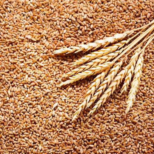 معية قمح (5 كيلو)