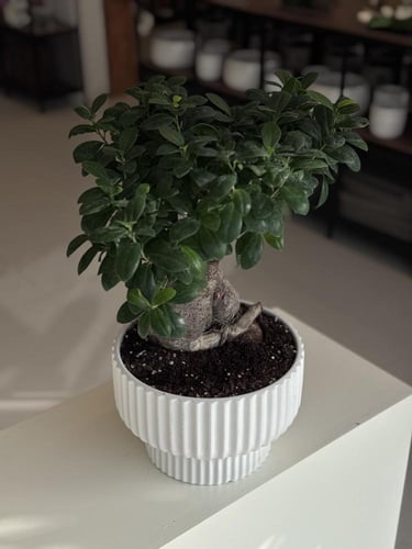 بونساي