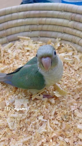 فرخ كنيور تركواز اناناس