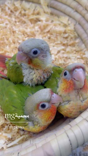 فرخ كنيور اناناس مفطومة واليفة