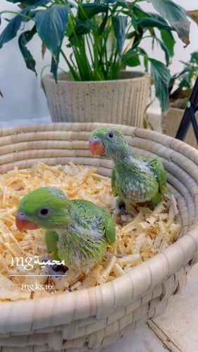 فرخ دره هندية خضراء