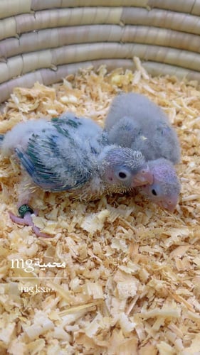 فرخ كنيور تركواز اناناس