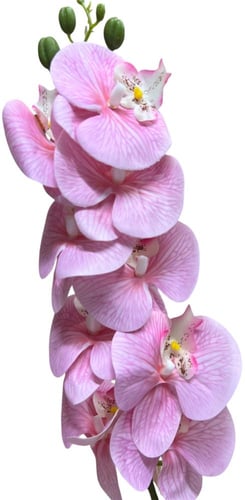 زهرة الأوركيد ملمس طبيعي