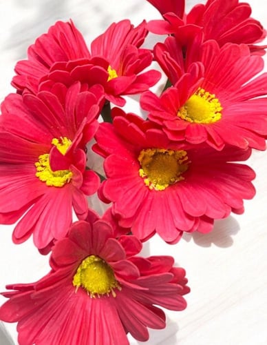 جلبيرا ملمس طبيعي عدد 6