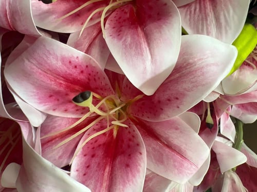 ورد كزابلنكا ملمس طبيعي