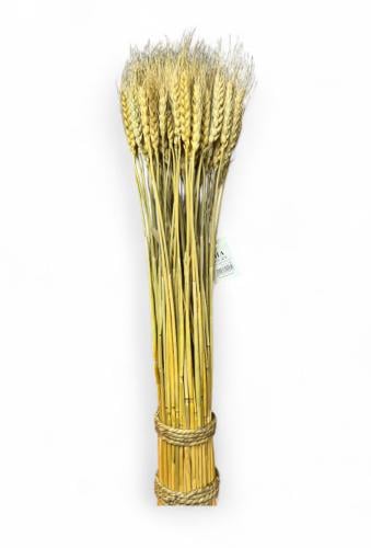 سنابل قمح مجفف