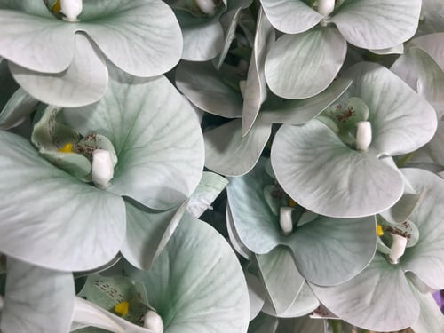 زهرة الأوركيد ملمس طبيعي