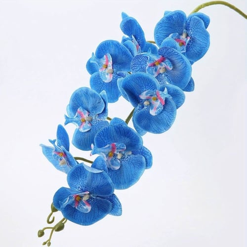 زهرة الأوركيد ملمس طبيعي