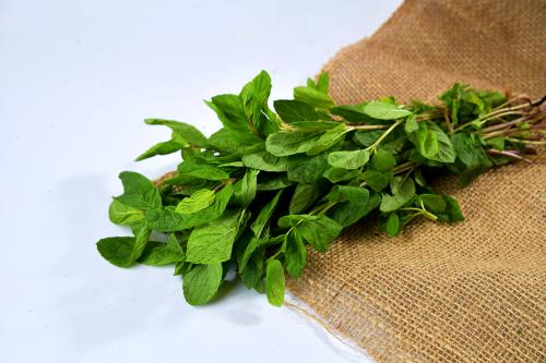 نعناع بالربطه