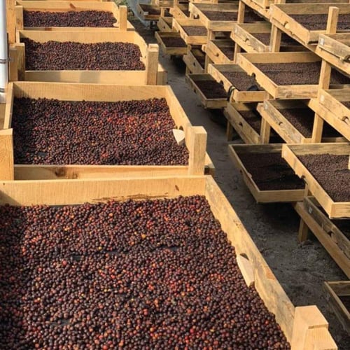 غواتيمالا بوينا - بيت التحميص | Buena