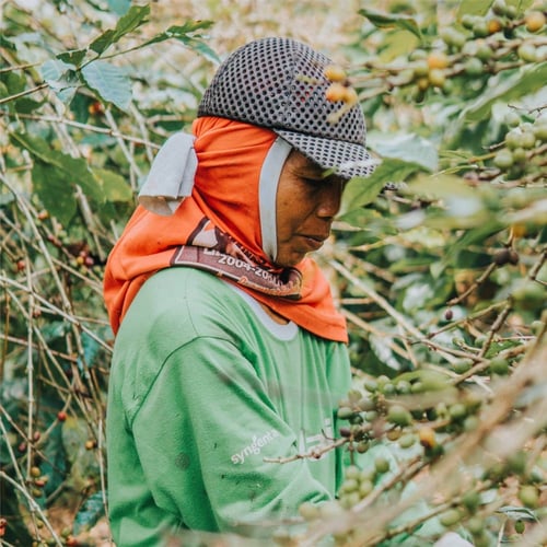 اثيوبيا همبيلا - جيشا | Hambela