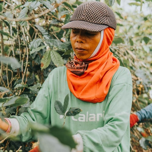 اثيوبيا همبيلا - جيشا | Hambela
