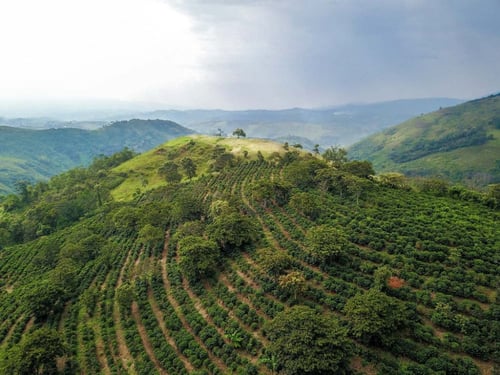 مزيج ثلاثة في 33 - اكسير البن | Three by 33