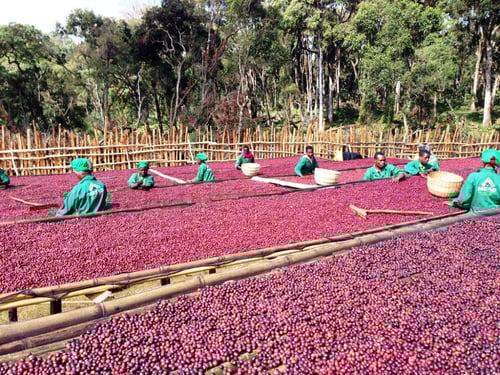 مزيج ثلاثة في 33 - اكسير البن | Three by 33