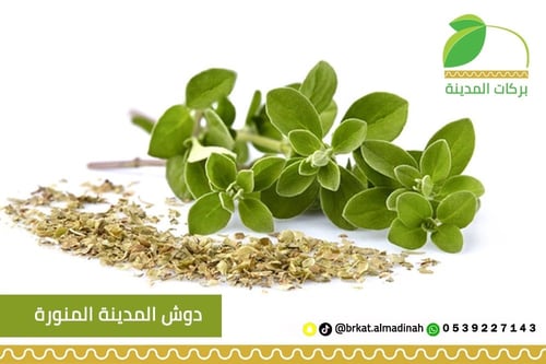 نعناع دوش المدينة