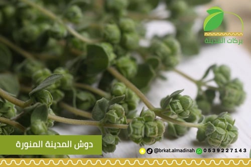 نعناع دوش المدينة