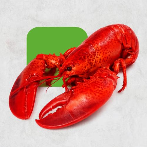استكوزا كاملة - Lobster Whole