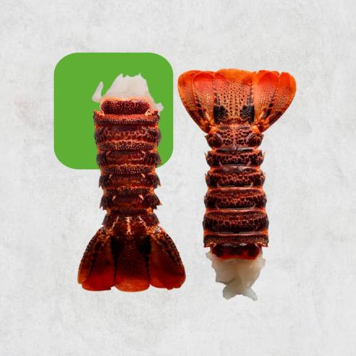 ذيل اسكتوزا - Lobster Tail