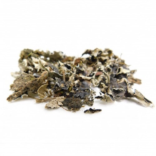 عشبة شيبة - عشبة الشيبة الصحية