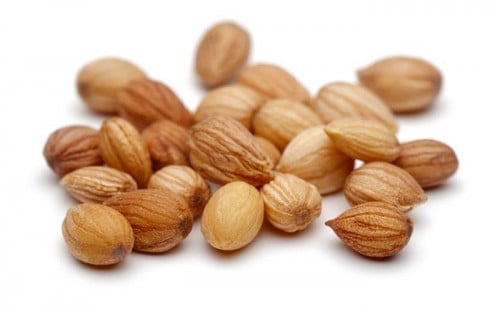 محلب سوري درجة اولى - محلب سوري أصلي