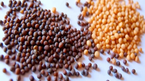 بذور الخردل - بذور الخردل الصحية