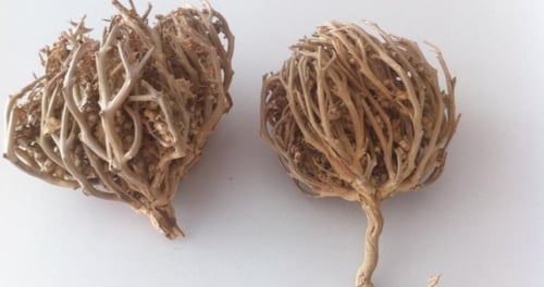 كف مريم - كف مريم فوائد