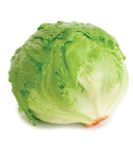 خس يكلا (5000 بذرة)