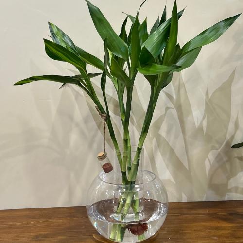 تنسيق سمكة والبامبو