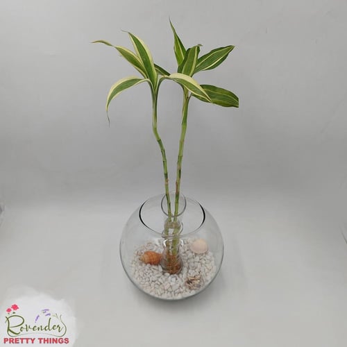 فازة البامبو- شامل سمك الفايتر